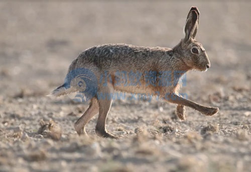 万能的平台爆文写作法，谁用谁先爆！ - 图片1